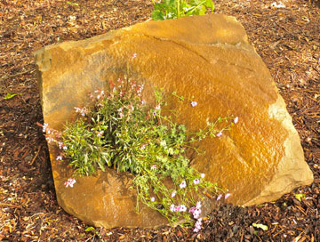 individuelle Grabsteine Ruhrsandstein bruchrau mit Pflanze kombiniert
